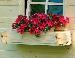 SHEDS - Window boxes - interlocking log construction