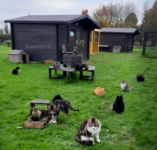 Summer log cabins, a gazebo and furniture at Venture Farm Animal Sanctuary